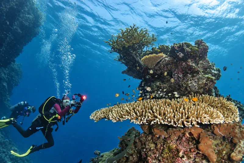 Diver photographing table coral on a reef pinnacle while scuba diving Menjangan