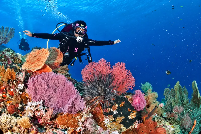 Diver with arms outstretched above pink sea fans and soft coral while scuba diving Menjangan Island