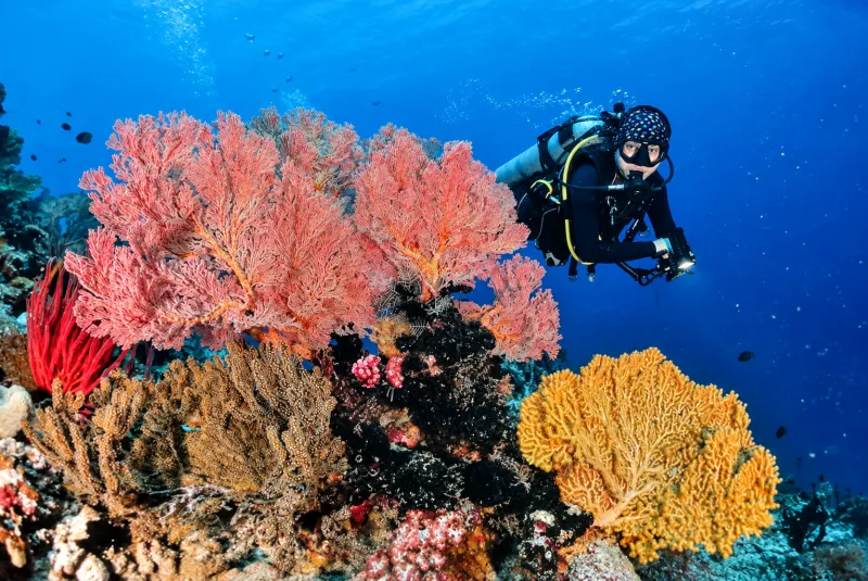 Diver with a torch beside pink and yellow sea fans on a Menjangan scuba diving trip