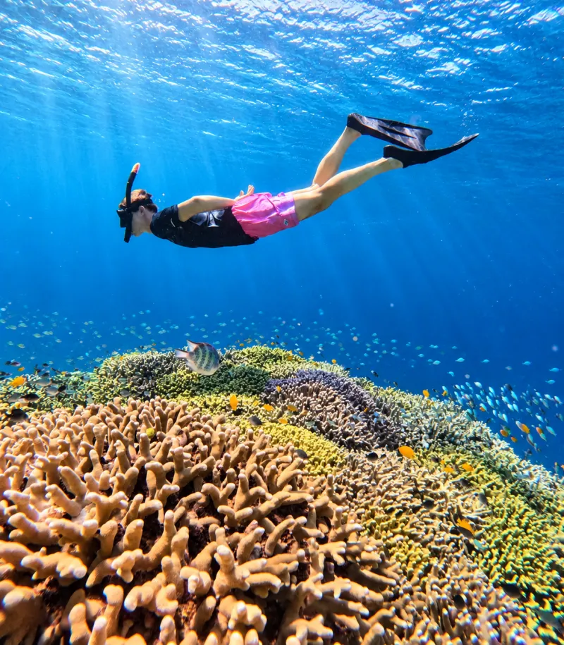 Snorkeler diving down over hard coral and schools of fish at Menjangan Island