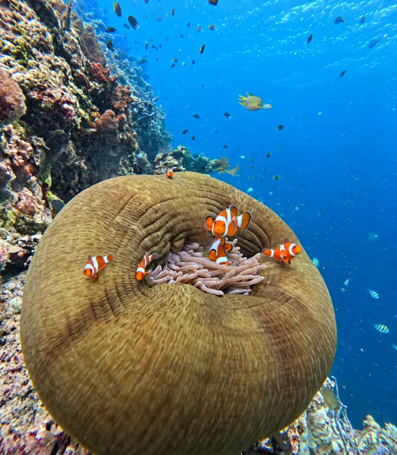 Clownfish in an anemone on the reef at Menjangan Island