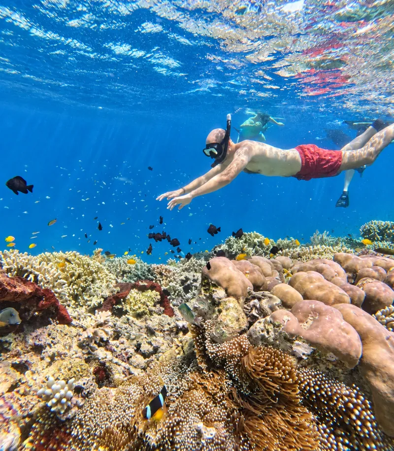 Snorkeler diving down over the coral reef and reef fish at Menjangan Island