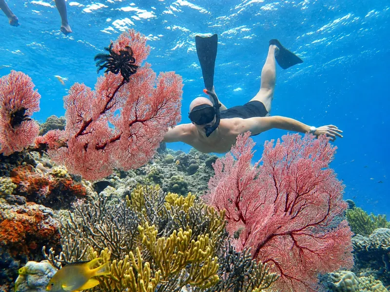 Snorkeler diving down beside pink sea fans while snorkeling Menjangan Island in West Bali National Park