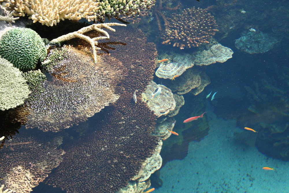 Best Snorkeling in Bali: Why Menjangan Island Beats the Crowded Spots