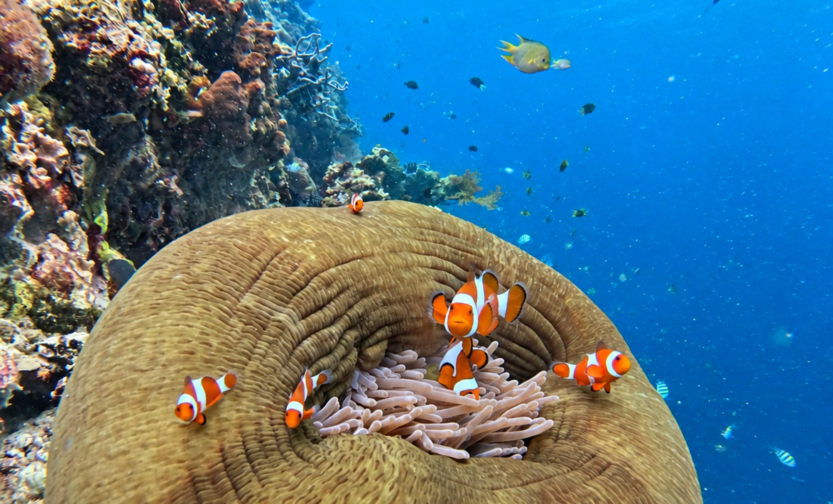 Menjangan Island Snorkeling Guide: What to Expect on Your First Trip